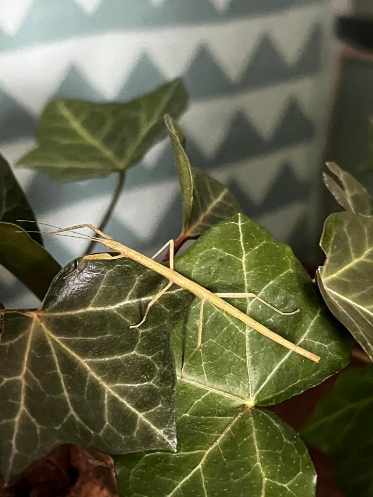 Wandelende takken, Dieren en Toebehoren, Wandelende tak