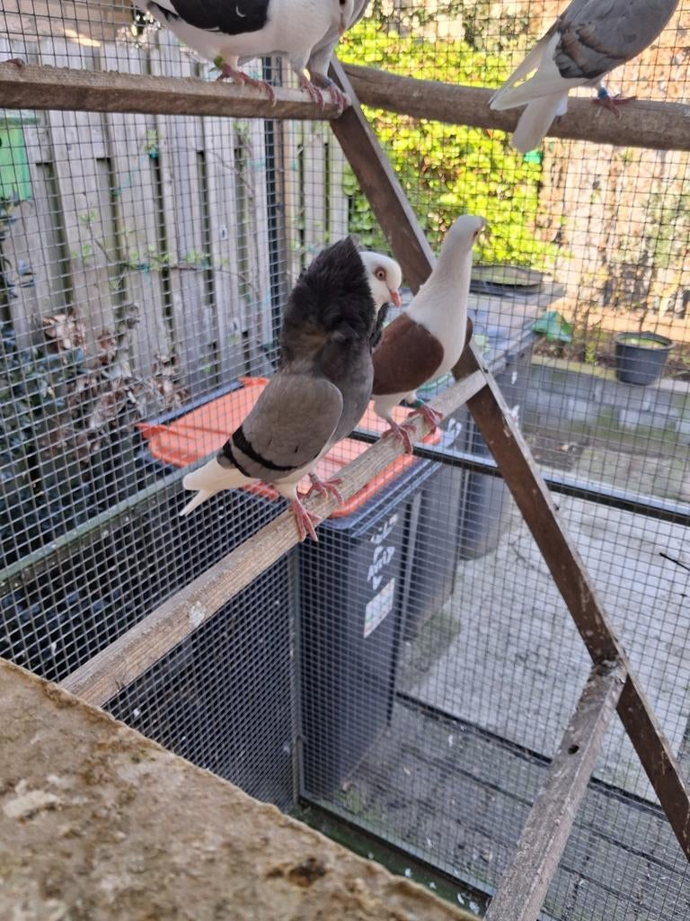 Koppel oud Hollandse kapucijners, Dieren en Toebehoren, Meerdere dieren, Overige soorten
