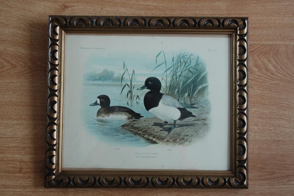 Schoolplaat Topper Eend Ornithologia Neerlandica Koekkoek, Verzenden, Natuur en Biologie