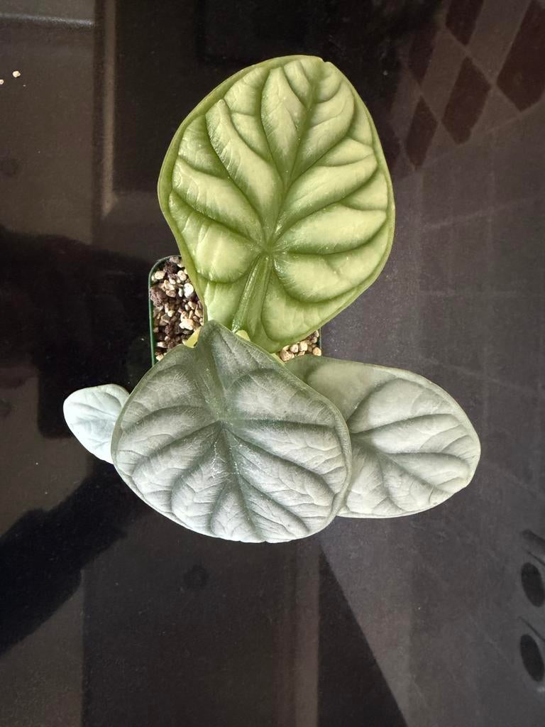 Alocasia silver dragon, Huis en Inrichting, Kamerplanten, Ophalen, Halfschaduw, In pot, Minder dan 100 cm