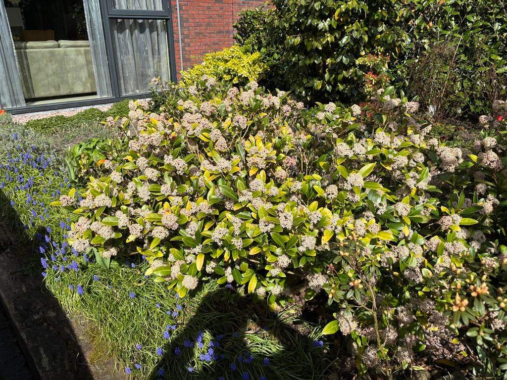 Twee scimmia’s, Tuin en Terras, Ophalen, Overige soorten, Struik, Minder dan 100 cm