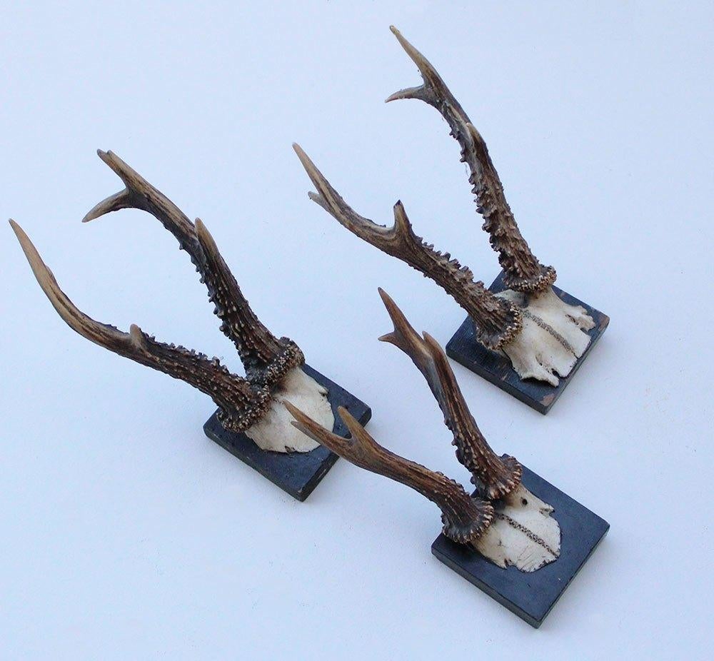 3 x antiek REE GEWEI op zwart houten schild - rond 1900, Ophalen of Verzenden, Gebruikt, Hert, Gewei of Kop