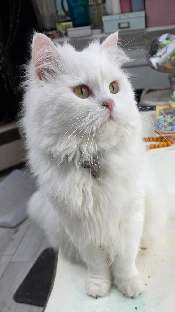 Dekkater, Dieren en Toebehoren
