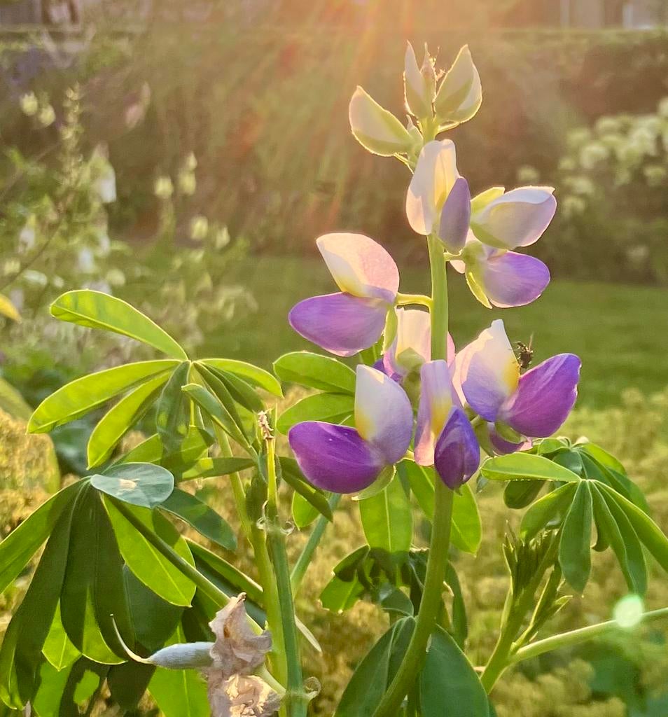 Bloemenzaden Lupine ‘sunrise’, Ophalen of Verzenden, Zaad