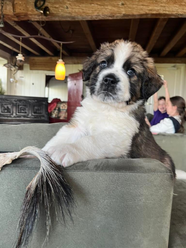 Mooie kruising Berner Sennen X Sint-Bernard pups, 8 tot 15 weken, Groot, Meerdere, Meerdere dieren