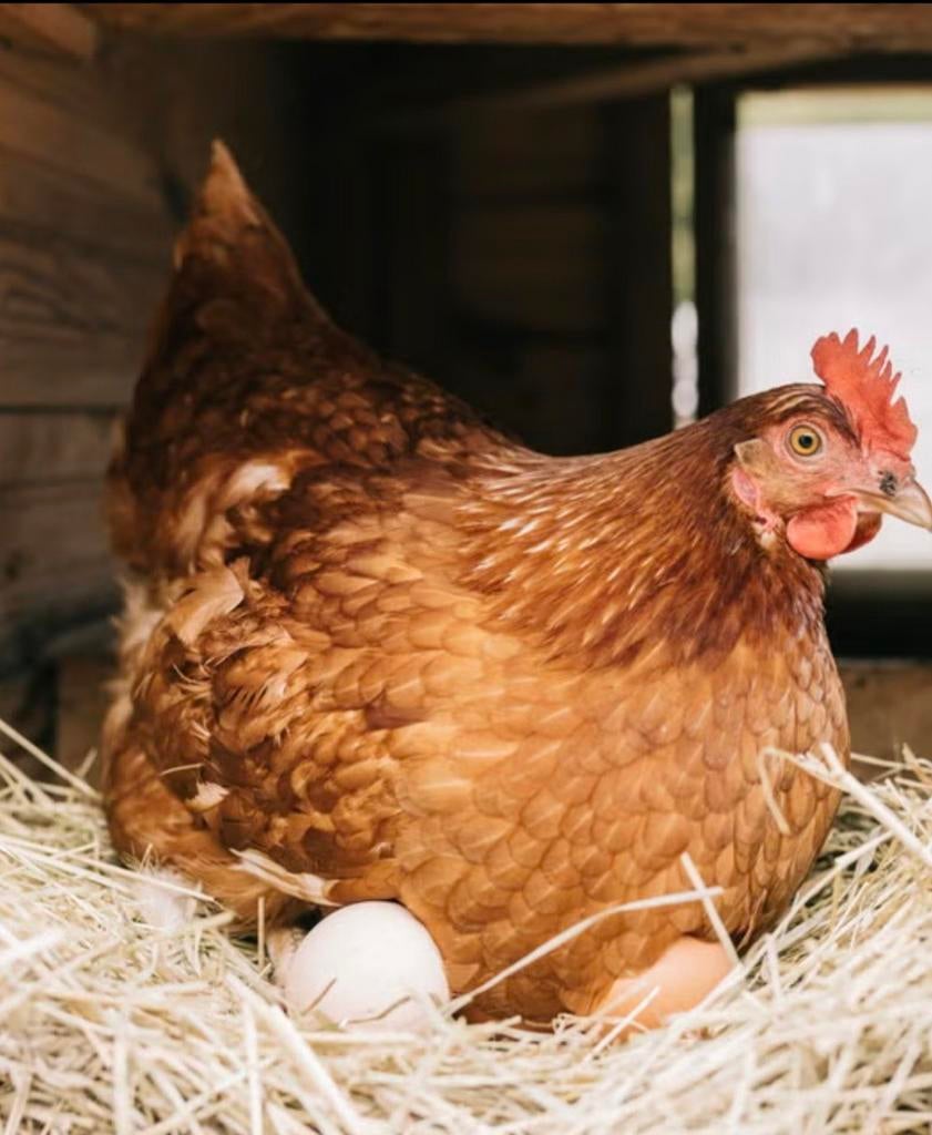 gevraagd, Dieren en Toebehoren, Vrouwelijk, Kip