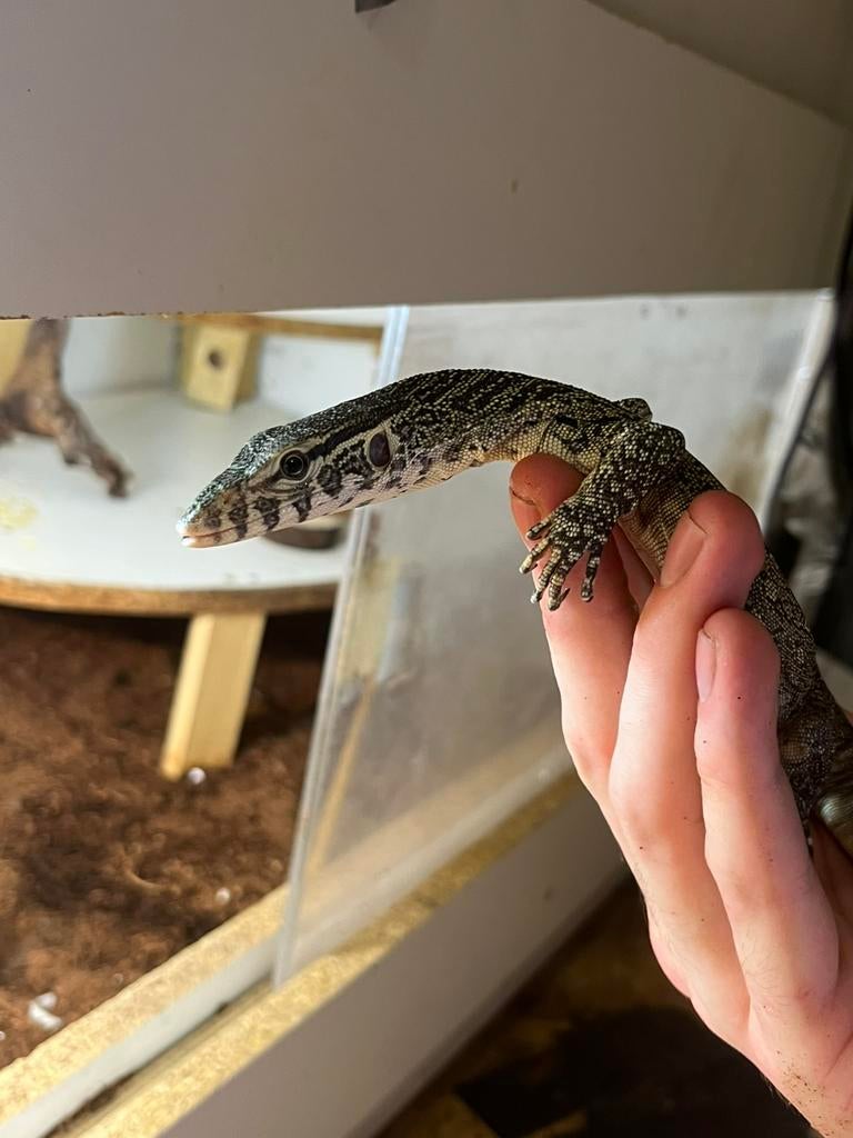 Jonge Nijlvaraan/Varanus Niloticus met Terrarium Monitor Lizard - male for sale from Marieke