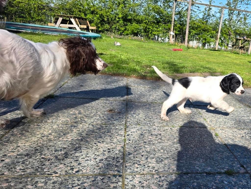 Sprocker Spaniël pups te koop - nog 3 beschikbaar, Parvo, Reu, 8 tot 15 weken, Meerdere