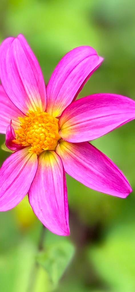 Dahlia knol 45, Tuin en Terras, Bloembollen en Zaden, Ophalen of Verzenden, Volle zon, Knol