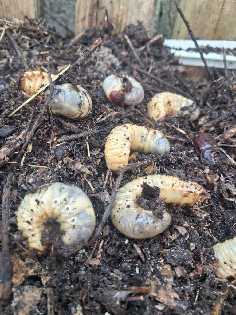 Neushoornkevers.larve