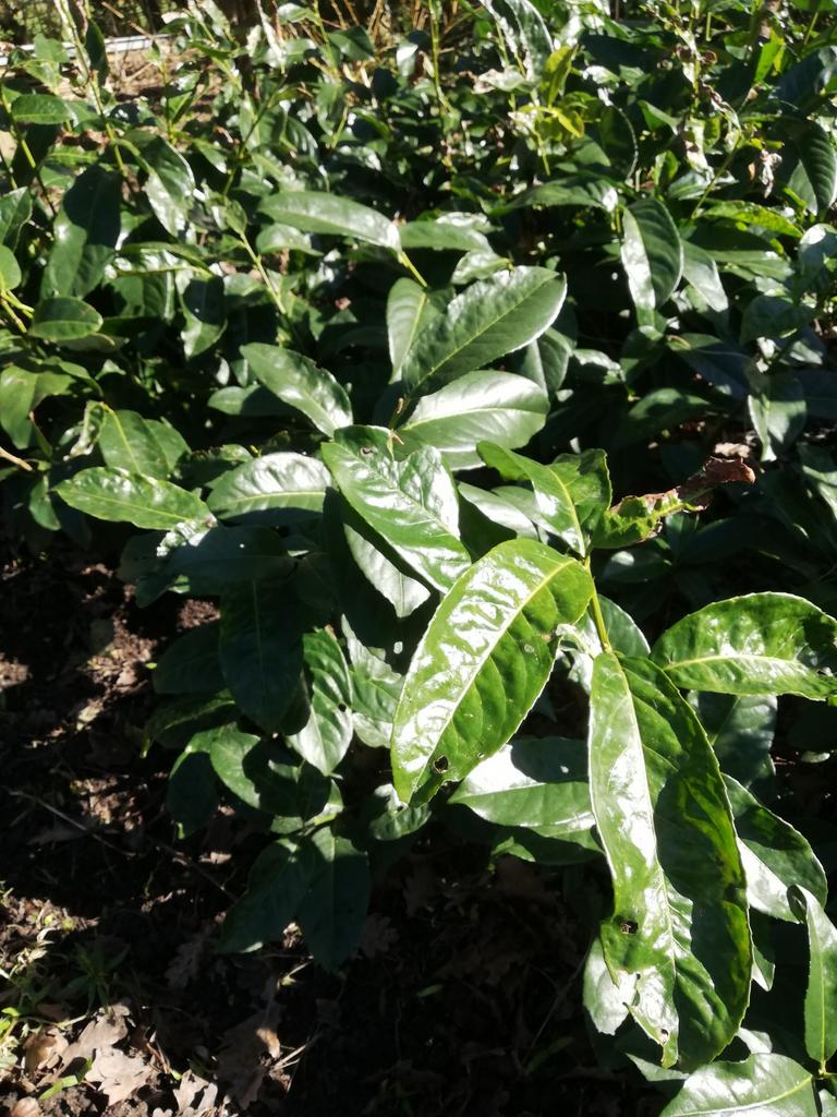 Te koop Prunus laurierplanten, Ophalen, Overige soorten, Halfschaduw