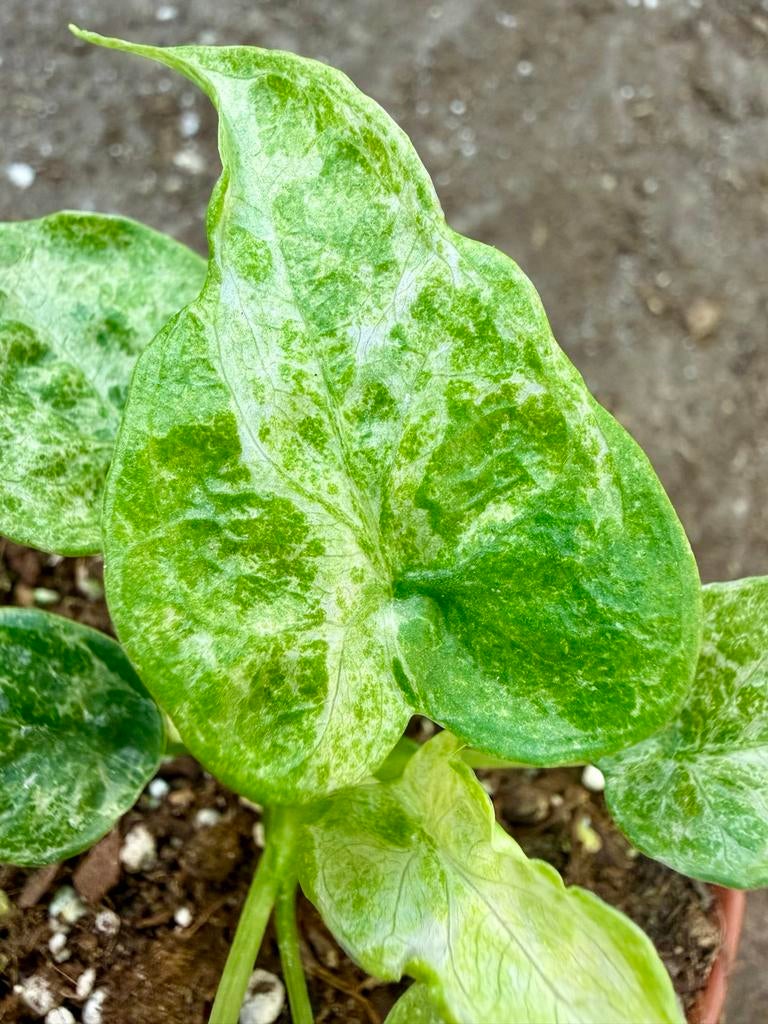 Alocasia Cucullata Mint Variegata p12, Huis en Inrichting, Kamerplanten, Ophalen of Verzenden