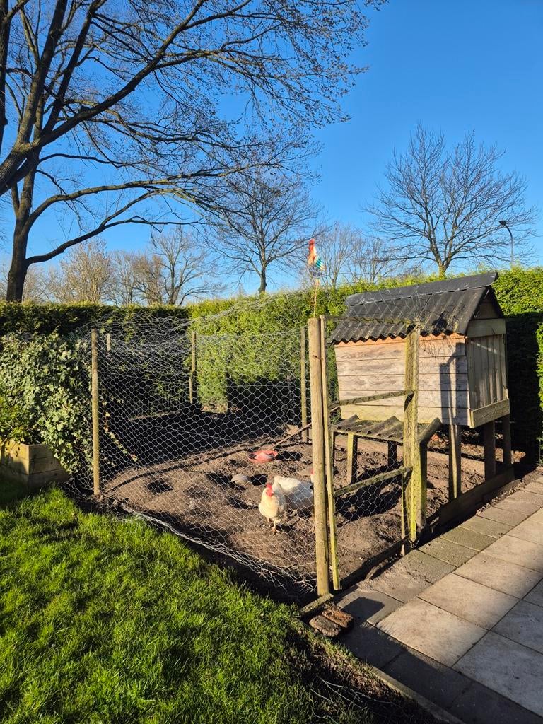 Kippen met hok en ren, Ophalen