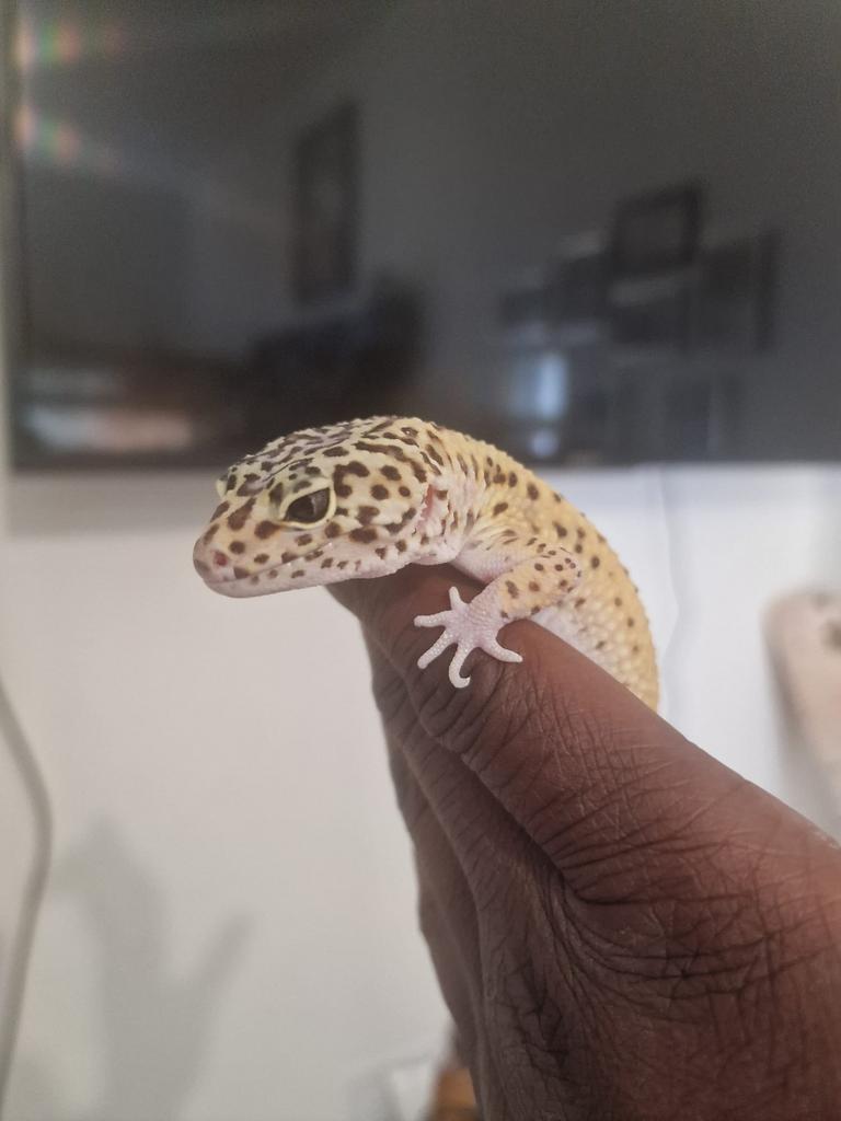 Luipaard gekko te koop (man) Leopard Gecko - male for sale from Samyra