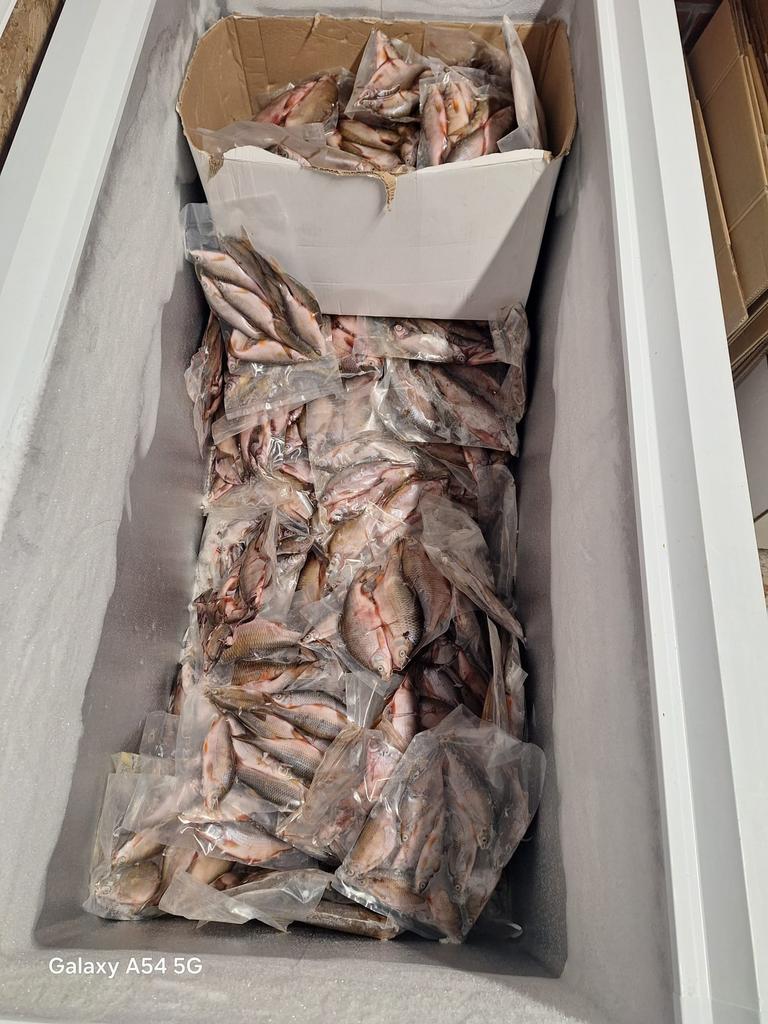 Veel doodaas voorn klein middel en groot horsmakreel sardine, Ophalen