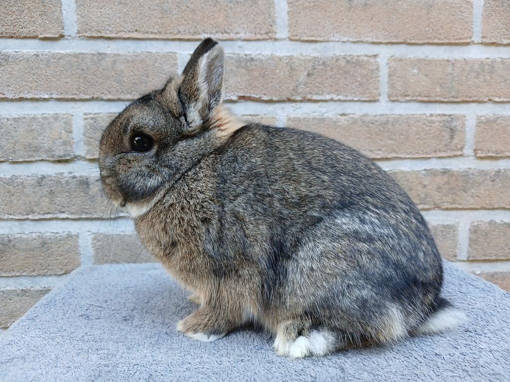 Kleurdwerg ram, Mannelijk, Dwerg, 0 tot 2 jaar