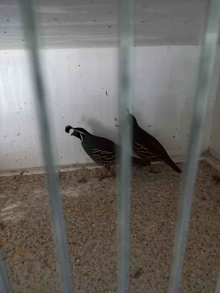 Calafornische kuifkwartels hanen., Mannelijk