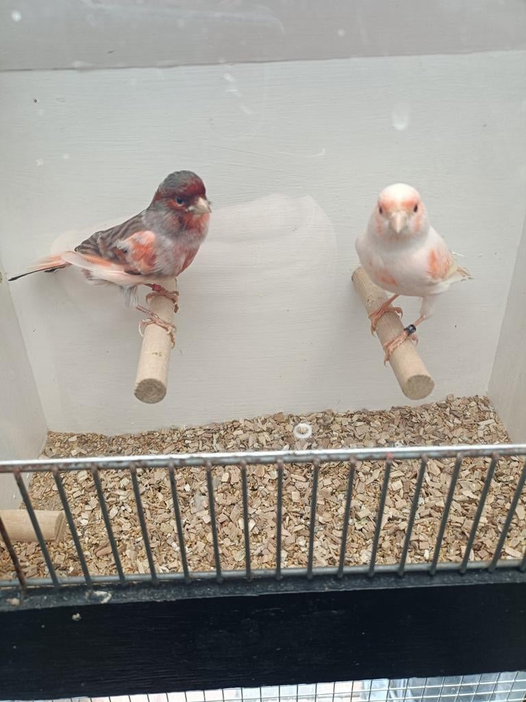 Te koop broedrijpe Harlekijn kanarie's, Mannelijk, Postuurkanarie