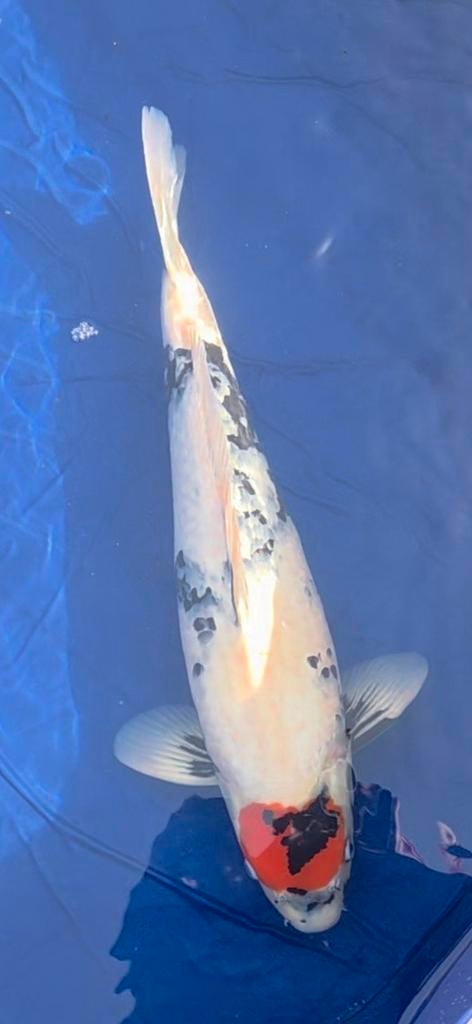Tancho Showa 55cm male, Dieren en Toebehoren, Karper of Koi