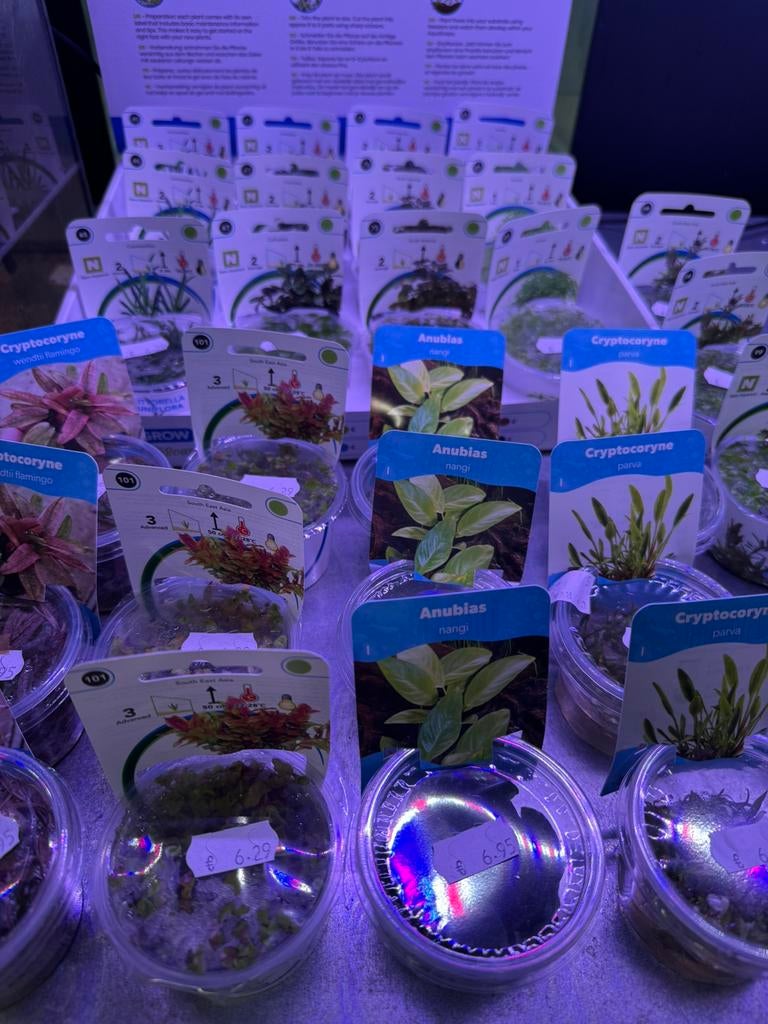 In vitro aquarium planten, Ophalen of Verzenden, Nieuw, Plant(en), Steen of Hout
