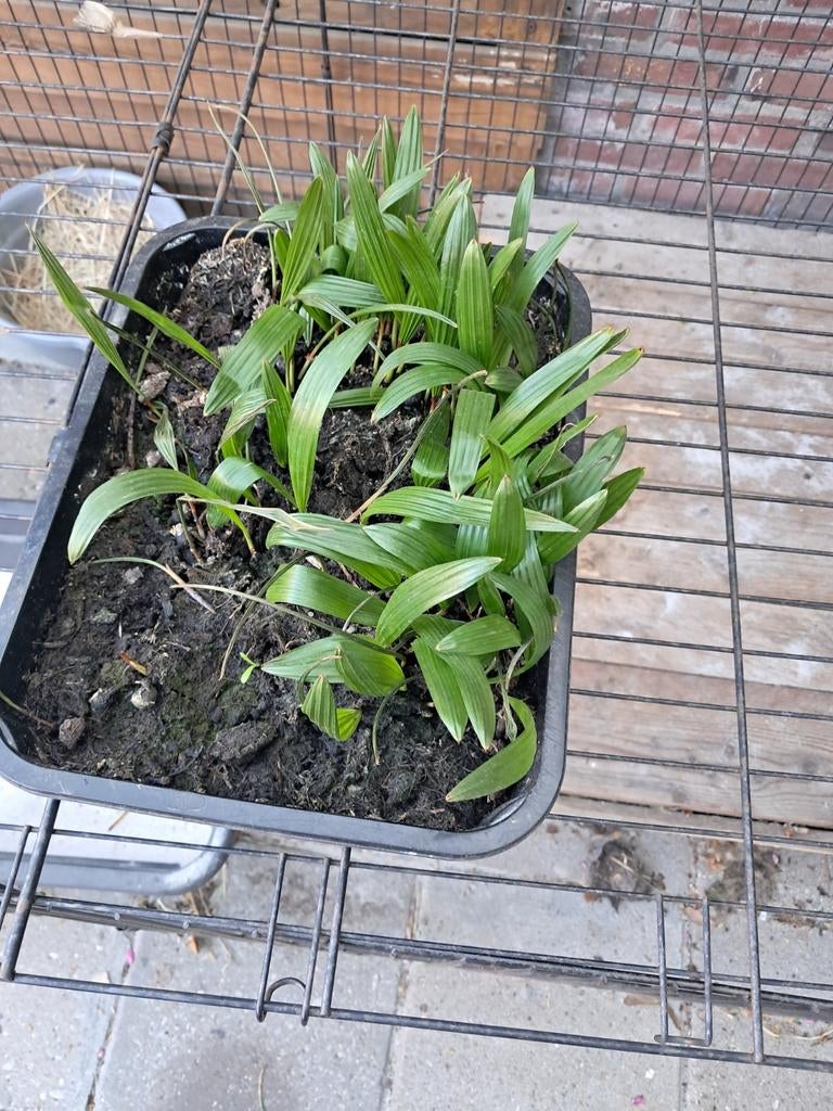 Trachycarpus Fortunei stekjes, Ophalen, Overige soorten, Volle zon