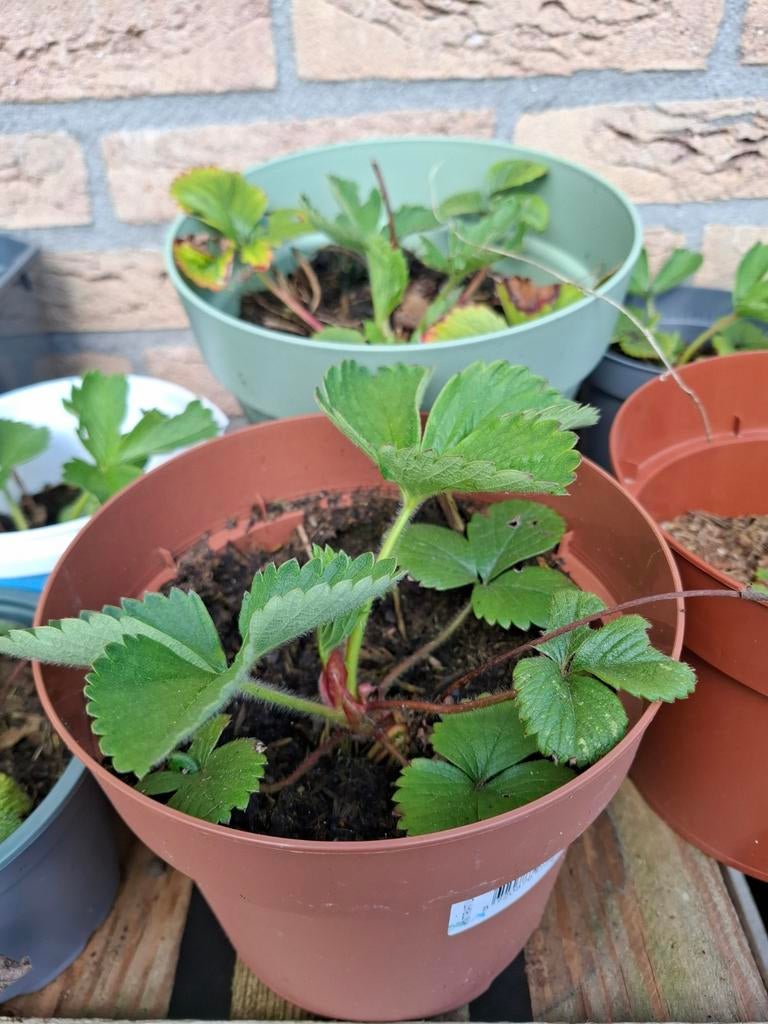 Aarbei plant stekjes, Ophalen