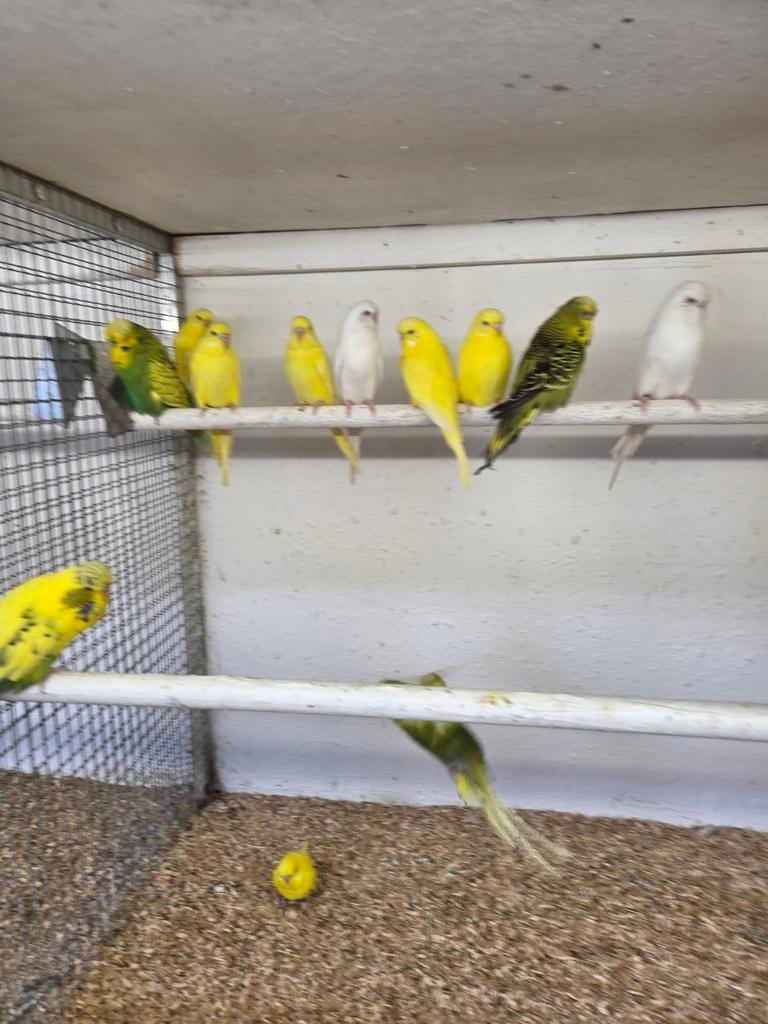 Gele grasparkieten, Dieren en Toebehoren, Vogels | Parkieten en Papegaaien, Meerdere dieren, Parkiet