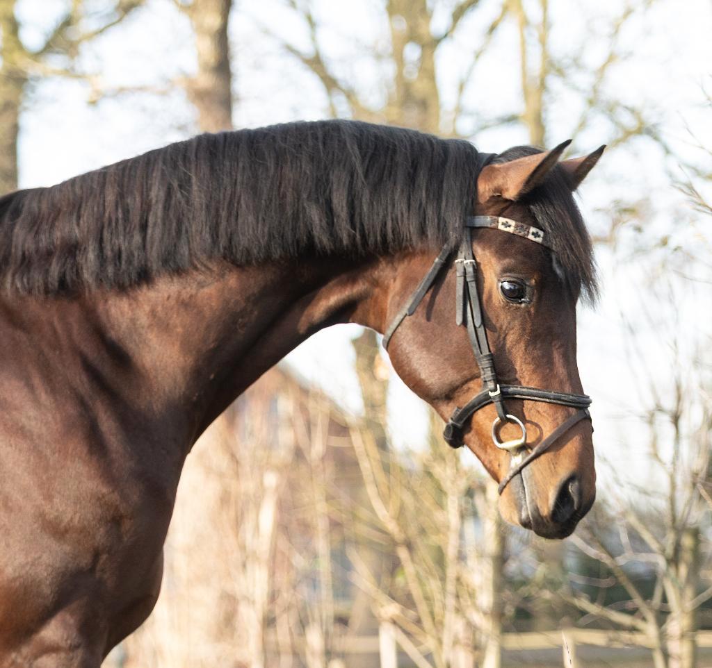 Prachtige 4 jarige Next Romancier x Valdez, Dressuurpaard, Hengst, Met stamboom, B
