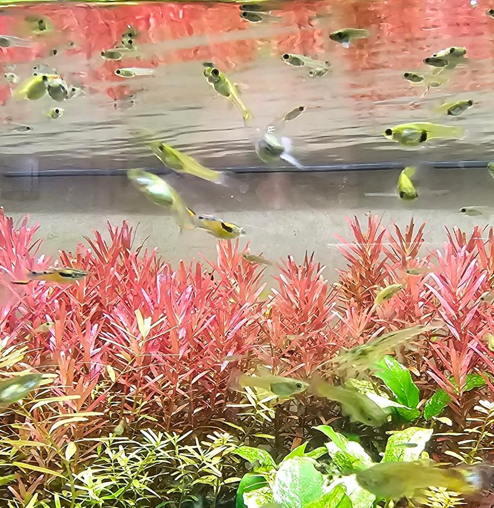 Vrouwe endler guppies, Vis