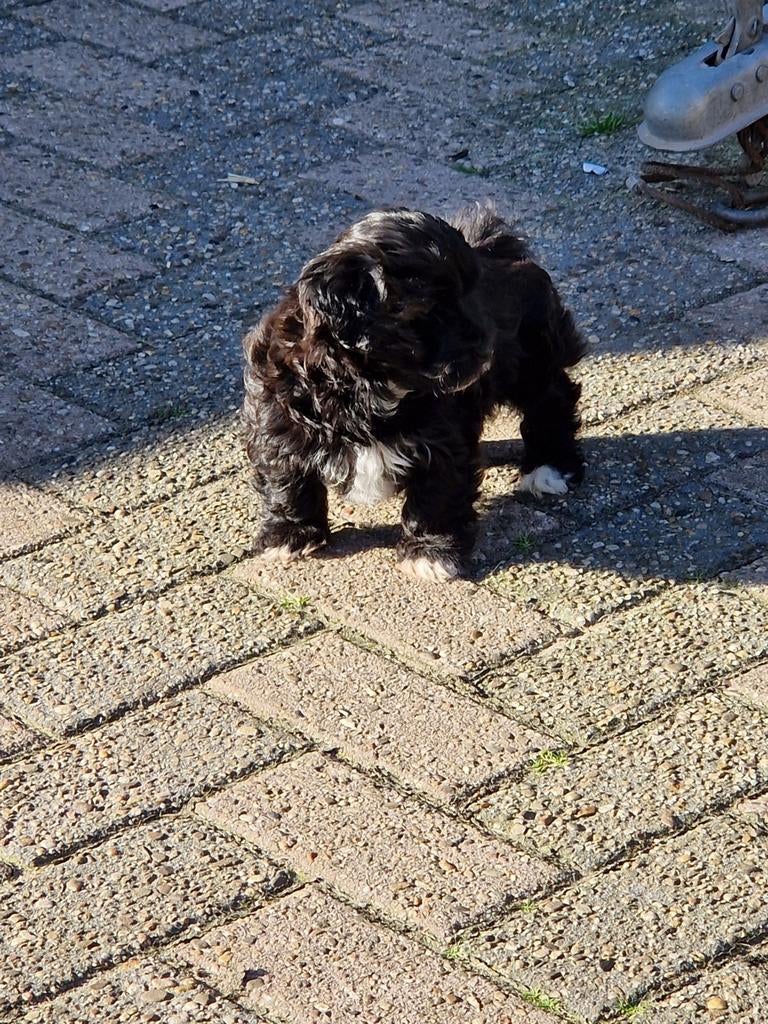 Super mooie boomer pups, Parvo, 8 tot 15 weken, Meerdere, Meerdere dieren