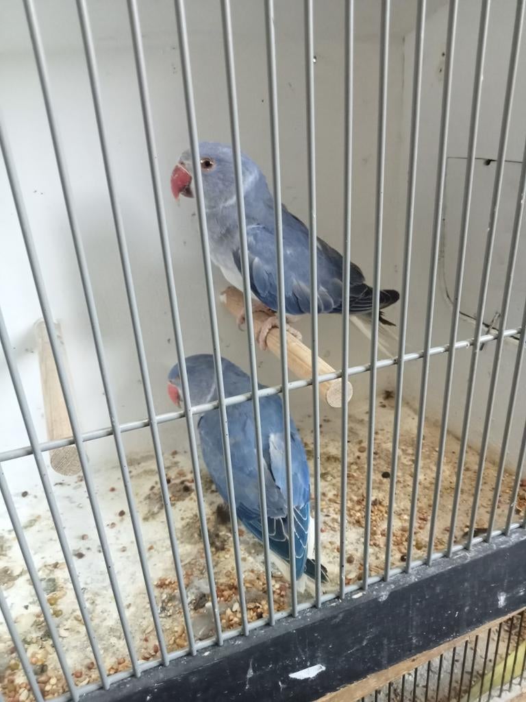 Diverse jonge halsbanden niet tam, Meerdere dieren, Parkiet, Tam