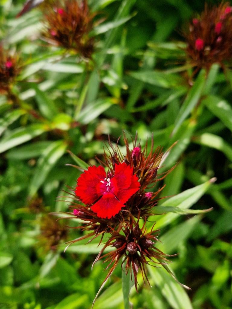 Stekjes Duizendschoon rood, Ophalen, Zomer, Vaste plant, Halfschaduw