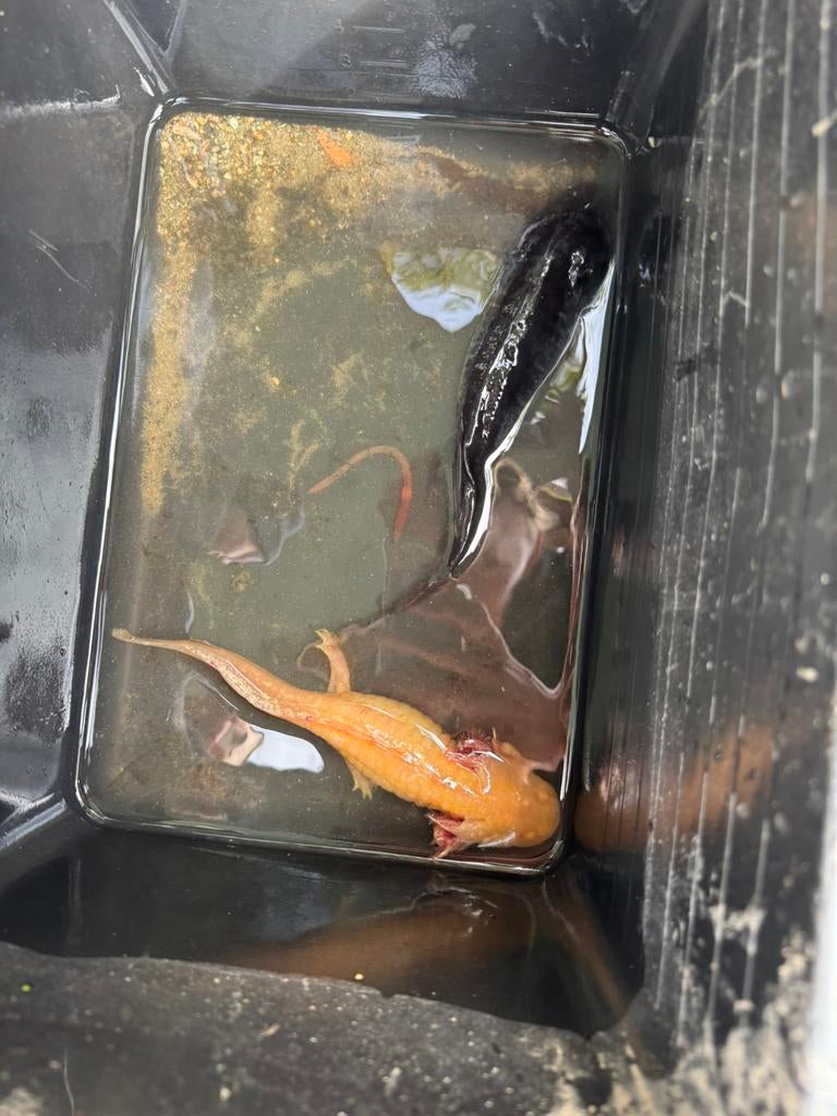 axolotl, Overige soorten