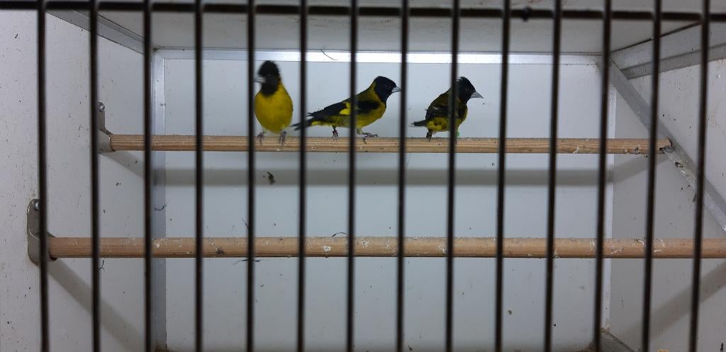ZWART BORST SIJS POPPEN ZWARTBORST., Dieren en Toebehoren, Vrouwelijk, Wildzangvogel, Geringd