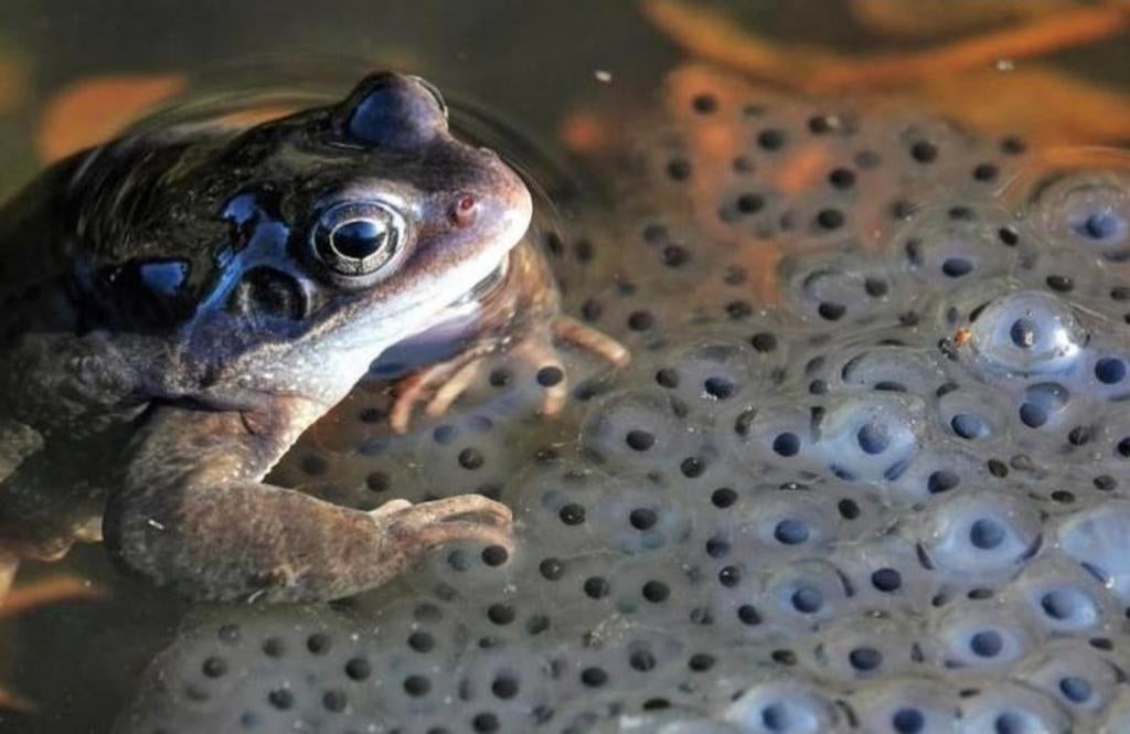 Kikkerdril Frog - unknown for sale from El