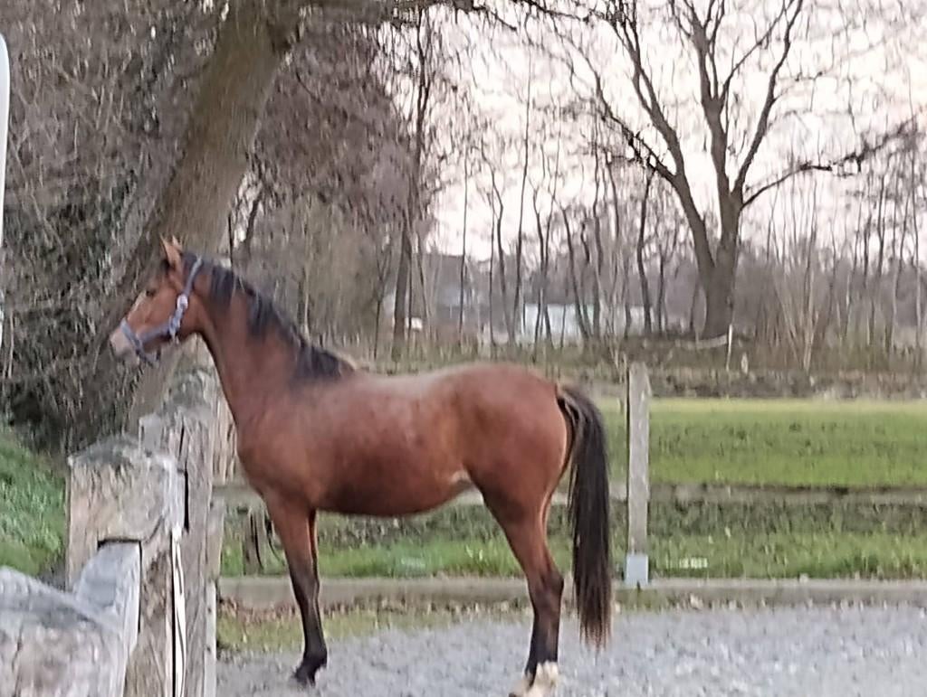Pony's, Dieren en Toebehoren, Pony's, Meerdere dieren, Niet van toepassing, E pony (1.48m - 1.57m), Dressuurpony, 3 tot 6 jaar
