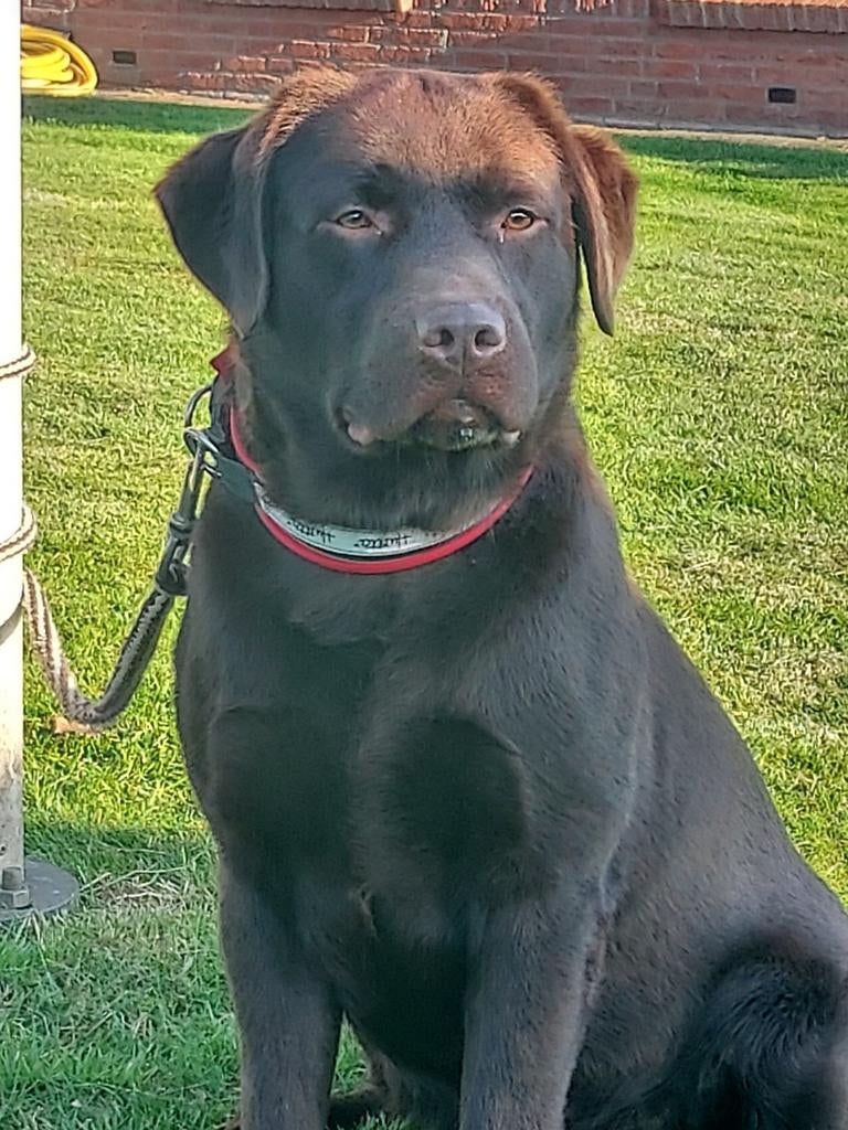 Labrador dekreuen bruin, blond en zwart met stamboom, Parvo, Nederland, Reu, Meerdere