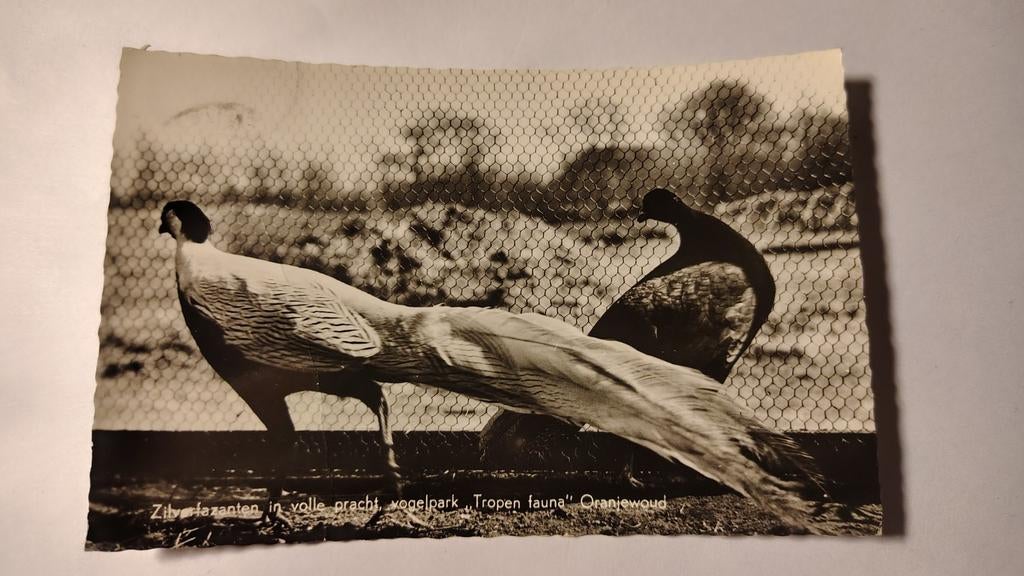 Oranjewoud Zilverfazanten in volle pracht, vogelpark "Tropen, Ophalen of Verzenden, 1980 tot heden
