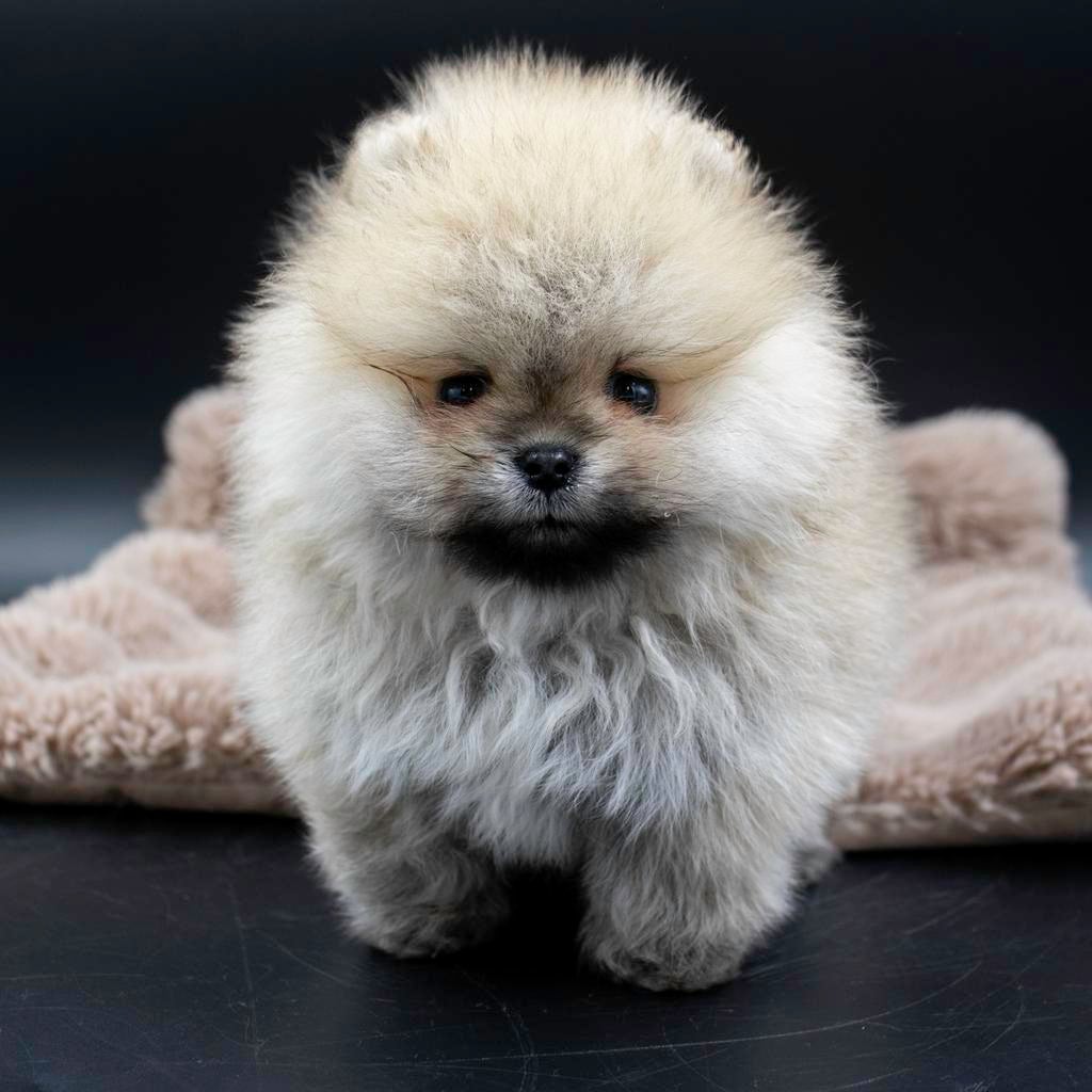 Prachtige Pomeranian Dwergkees reutjes., Parvo, 8 tot 15 weken, Meerdere, Nederland