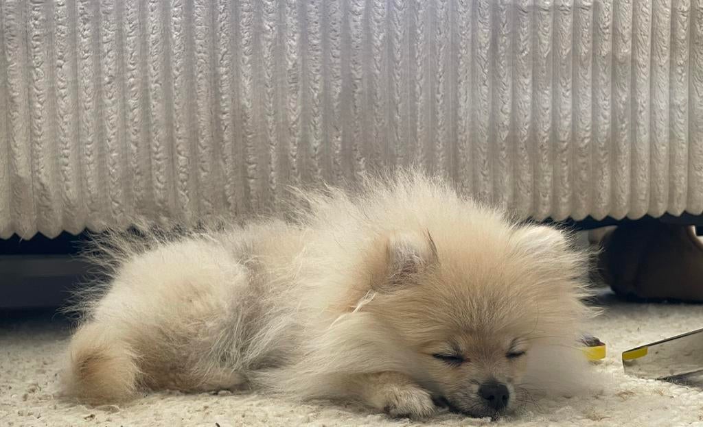 Mini Pomeriaan reu 6 maanden 🐶, Dieren en Toebehoren, Keeshond, 15 weken tot 1 jaar, Reu, Parvo