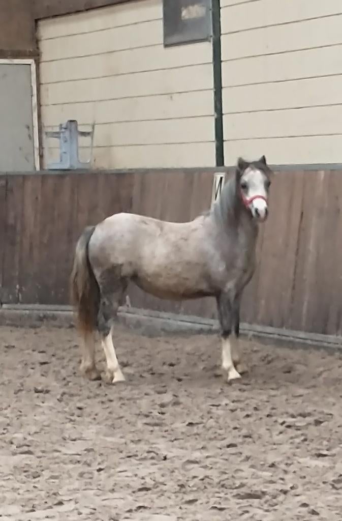 Pony's, Dieren en Toebehoren, Pony's, Met stamboom, Niet van toepassing, 0 tot 2 jaar, B pony (1.17m tot 1.27m)