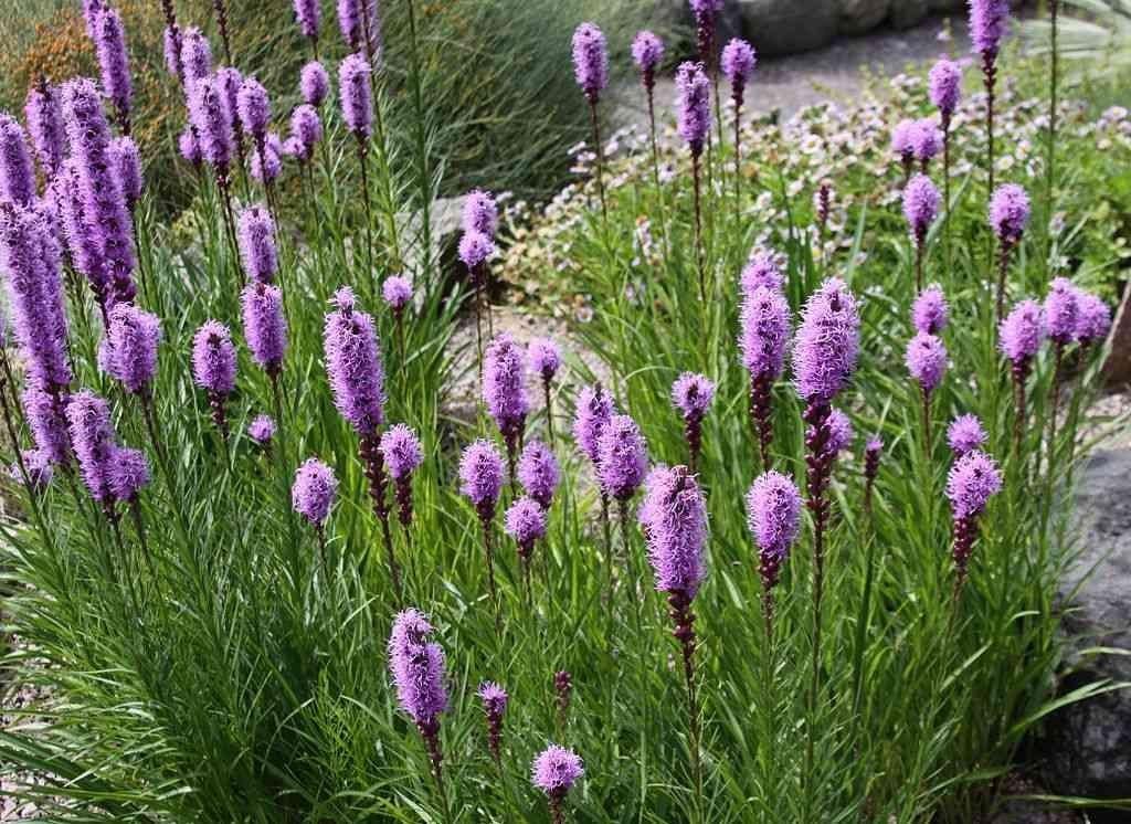 Vaste planten: liatris, lampepoetser, roze, p9, Overige soorten, Vaste plant, Ophalen of Verzenden, Halfschaduw
