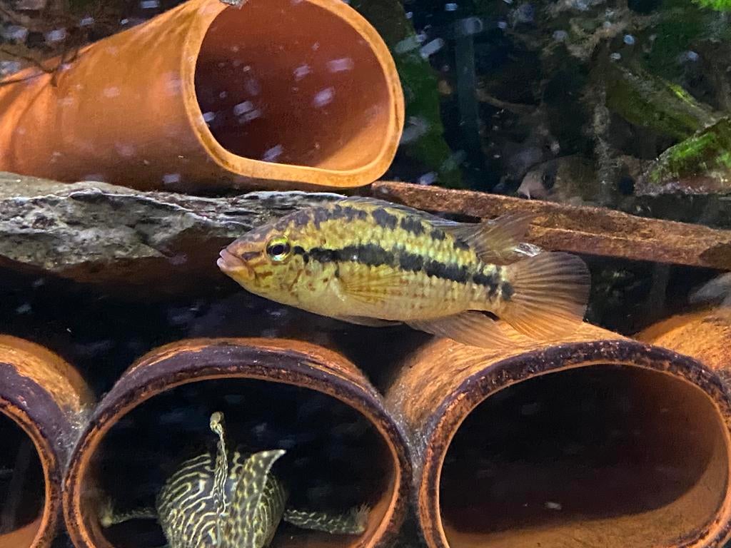 Apistogramma. Kullanderi, Vis, Zoetwatervis