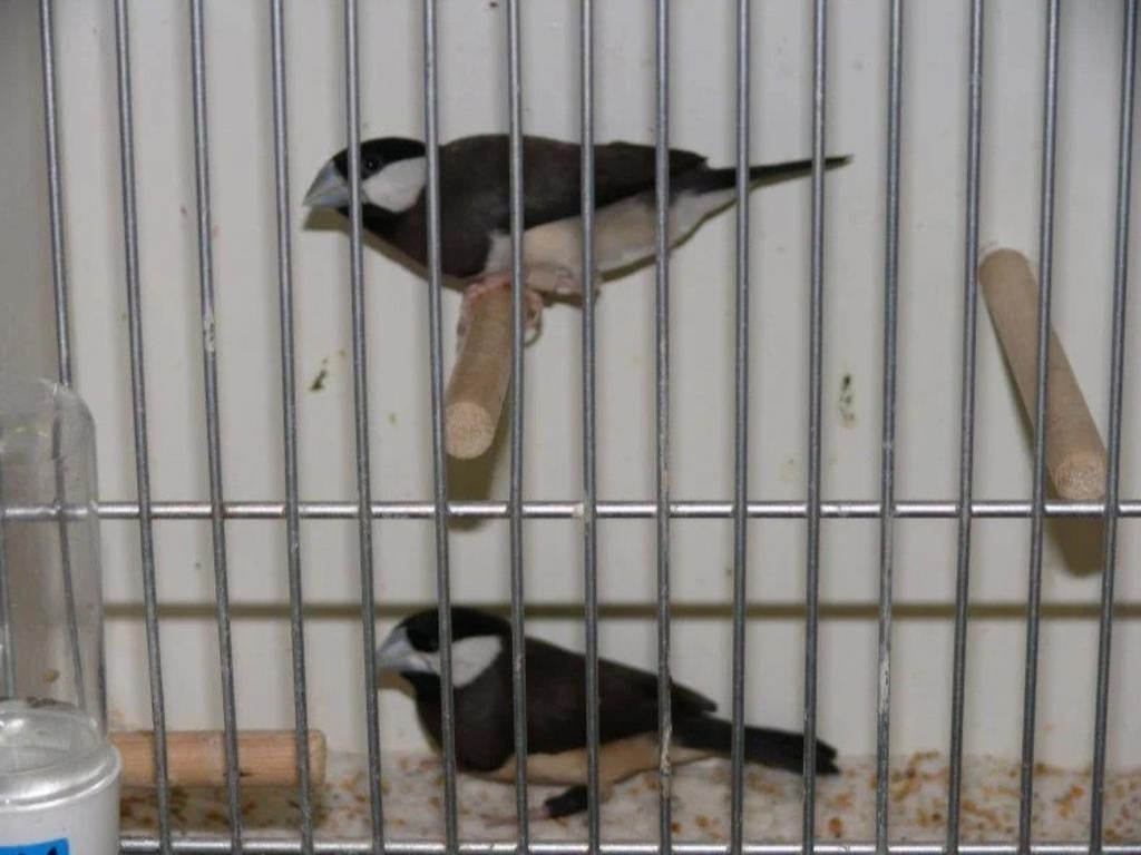 Gezocht. 1 koppel Timor rijstvogels, Dieren en Toebehoren, Meerdere dieren