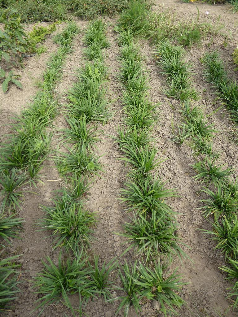 Bodembedekkers: Ophiopogon, Tuin en Terras, Ophalen, Overige soorten, Volle zon