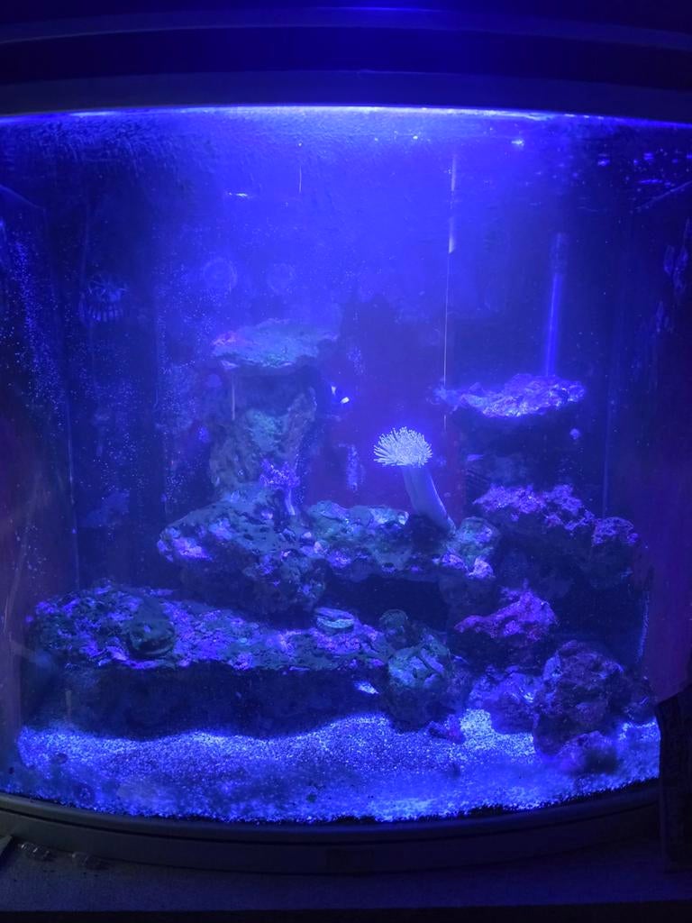 Zeeaquarium, Dieren en Toebehoren, Vissen | Aquaria en Toebehoren, Ophalen