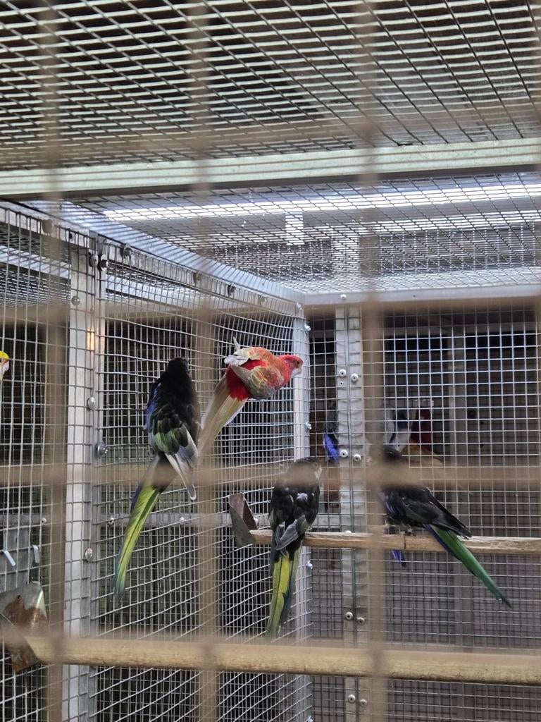 Te koop 3 zwarte rosela,s, Mannelijk, Parkiet