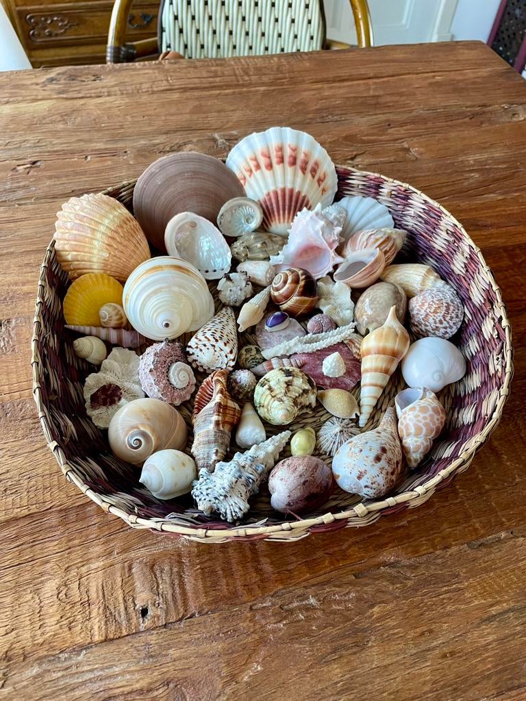 Hele mooie partij set kleurrijke schelpen schelp, Ophalen of Verzenden, Schelp(en)