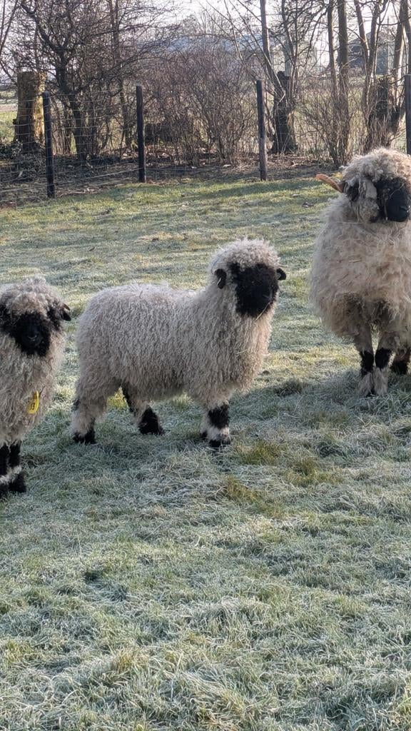 Walliser schwarznase ram, Dieren en Toebehoren, Schapen, Geiten en Varkens, Mannelijk, Schaap