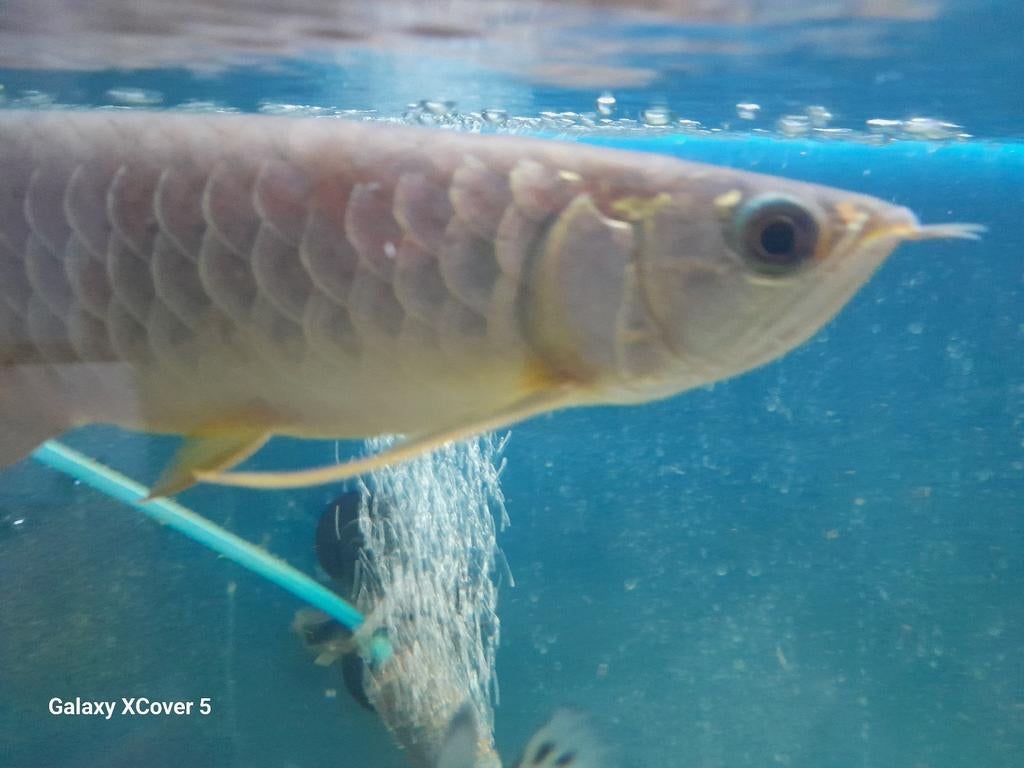 Arowana, Dieren en Toebehoren, Vis